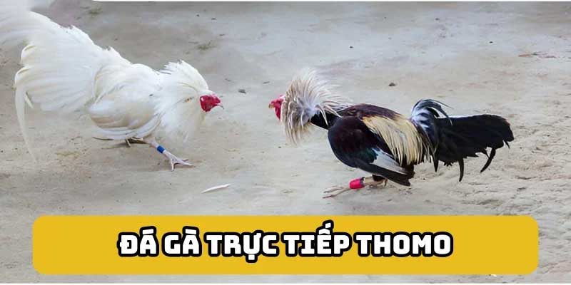 Các hình thức đá gà Rwin phổ biến