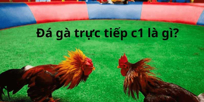 Trực tiếp đá gà C1 là gì?